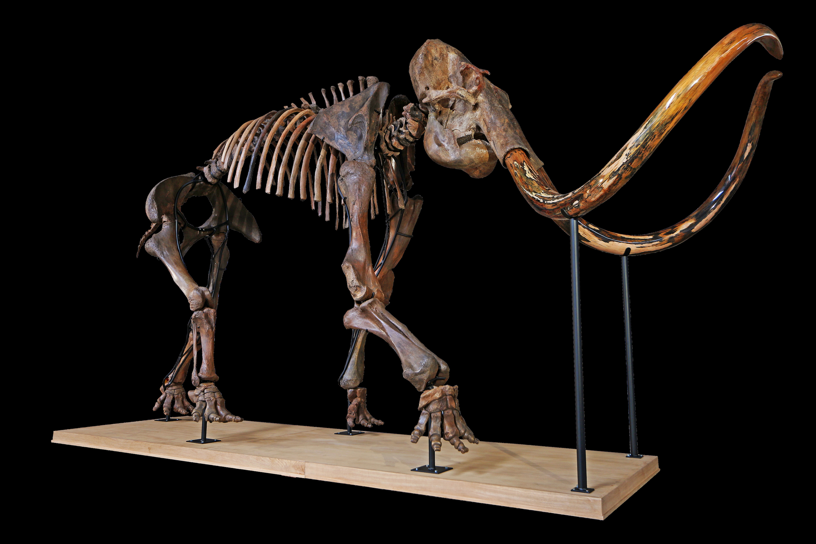 Largest Mammoth Skeleton on Auction, 16th December 2017, Lyon, France