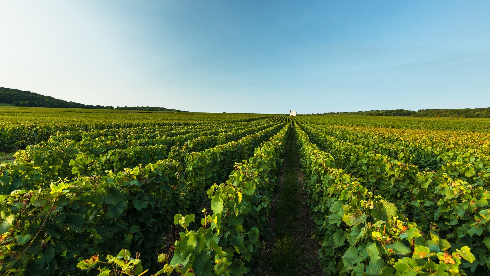 Moët Hennessy at Vinexpo: A Mindful Forum on Living Soils